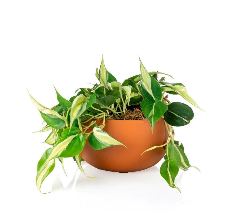 Cachepot DUE N6 Cuia 21 - 24,0 x 14,00 - Cachepo, vaso para plantas naturais e artificiais