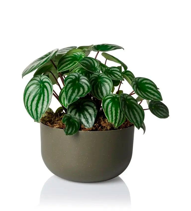 Cachepot DUE N6 Cuia 21 - 24,0 x 14,00 - Cachepo, vaso para plantas naturais e artificiais