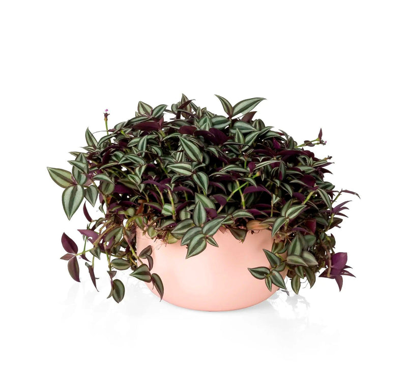 Cachepot DUE N6 Cuia 21 - 24,0 x 14,00 - Cachepo, vaso para plantas naturais e artificiais
